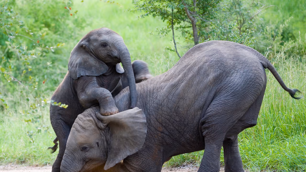 Elephant Elephant