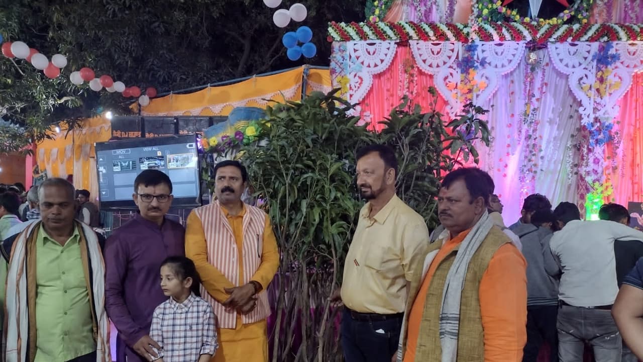 mango tress mango tress