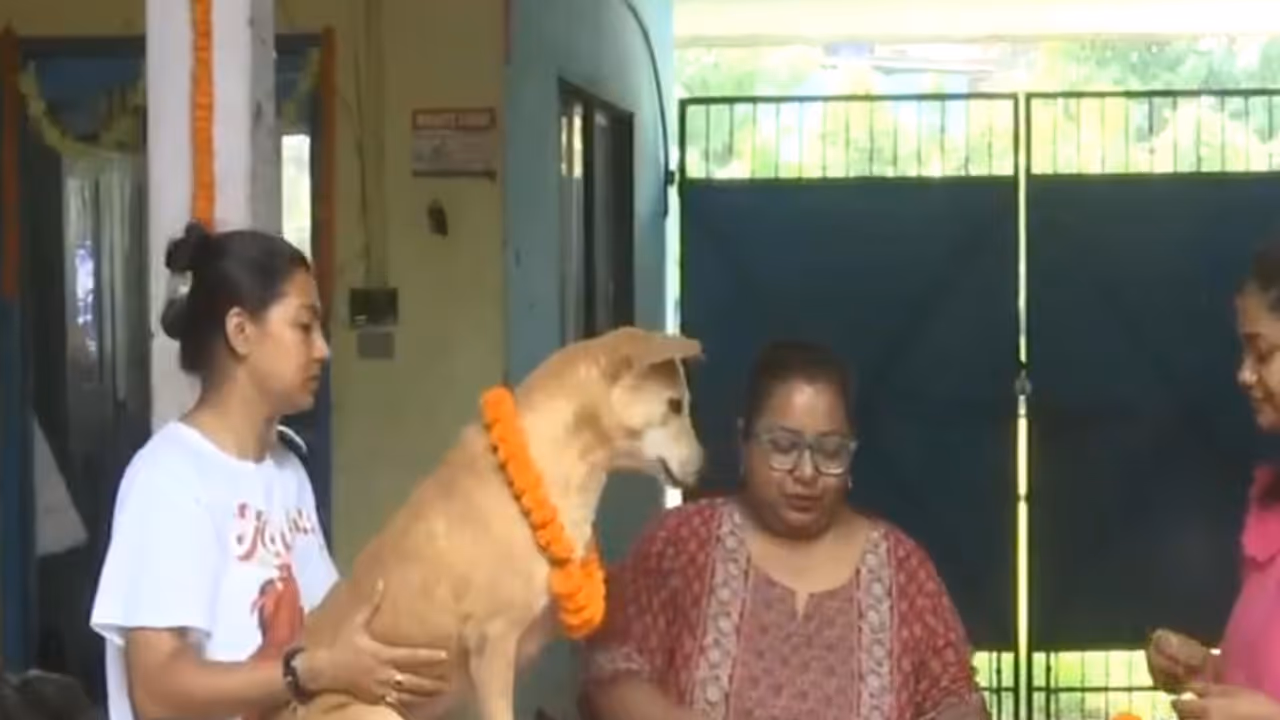 Siliguri Animal Group Honors Stray Dogs with Kukur Tihar Festival Siliguri Animal Group Honors Stray Dogs with Kukur Tihar Festival