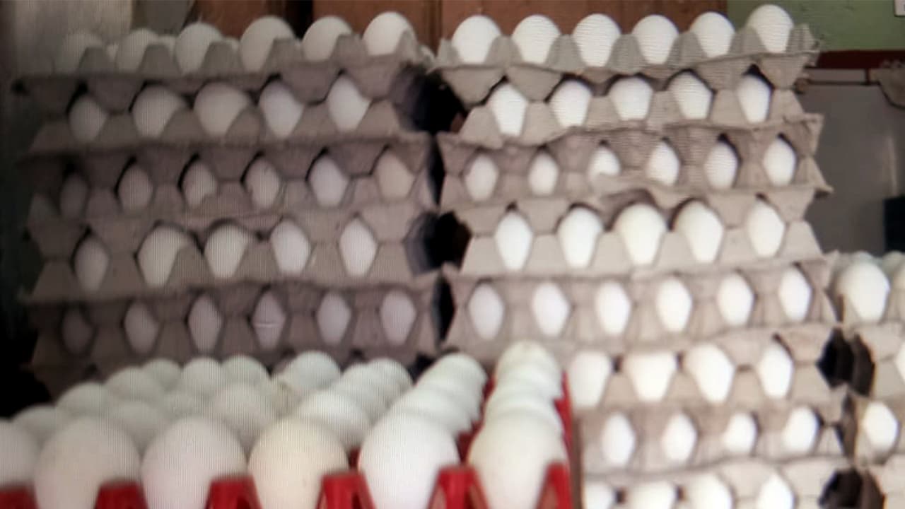 FSSAI Investigates Banned Antibiotics in Eggs After Safety Concerns FSSAI Investigates Banned Antibiotics in Eggs After Safety Concerns