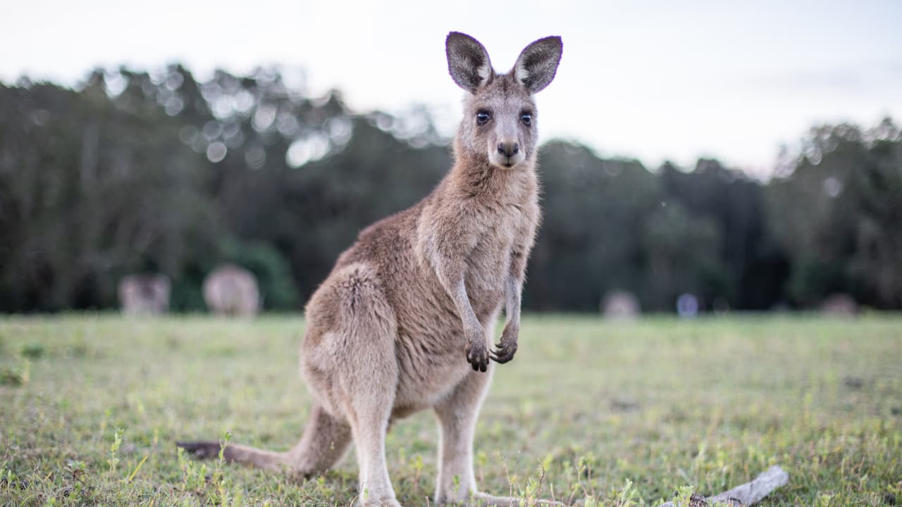 kangaroo kangaroo