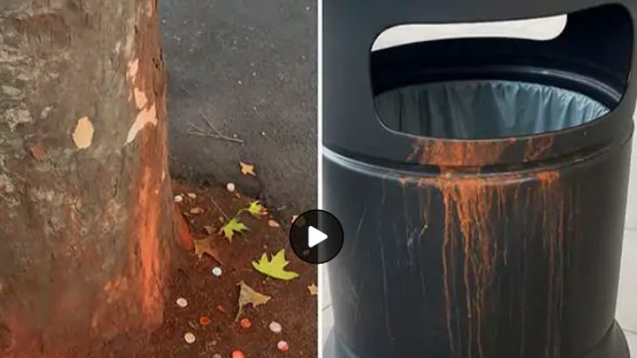 pan masala pan masala