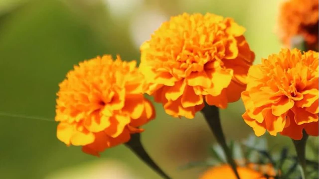 marigold marigold