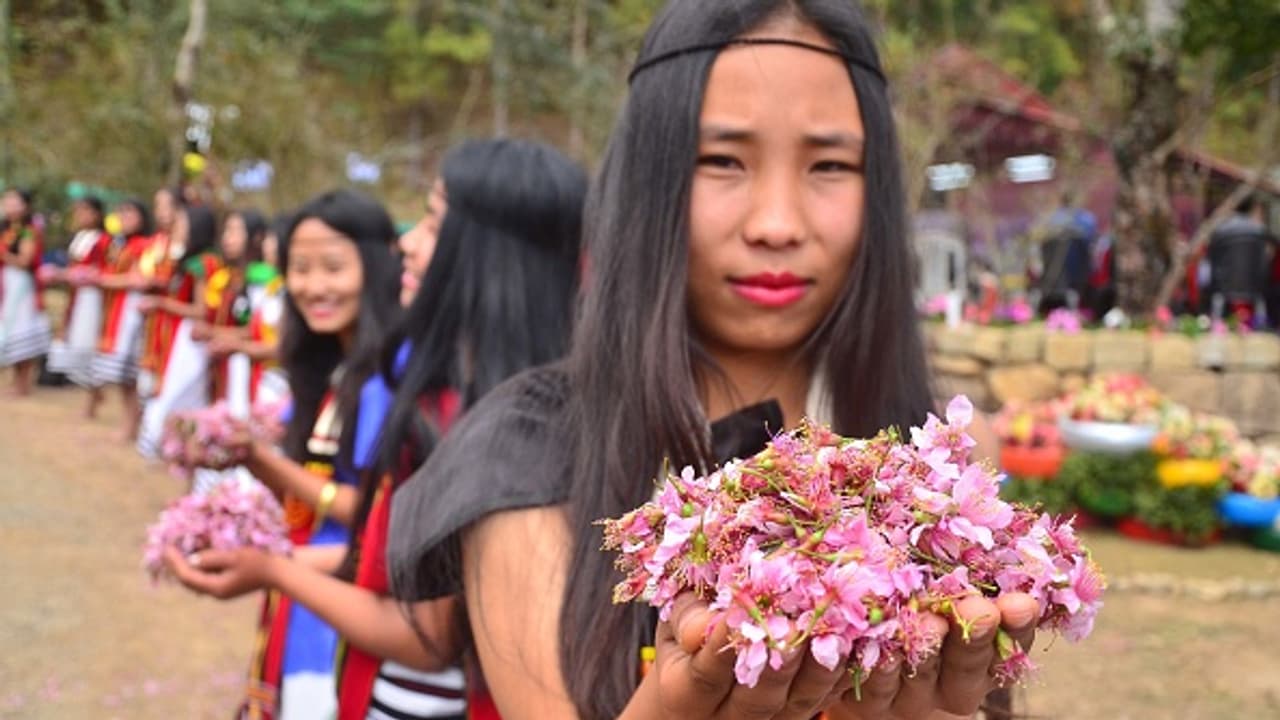 cherry blossom festival india cherry blossom festival india