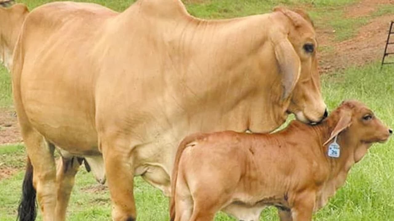 gift for cattle farmers