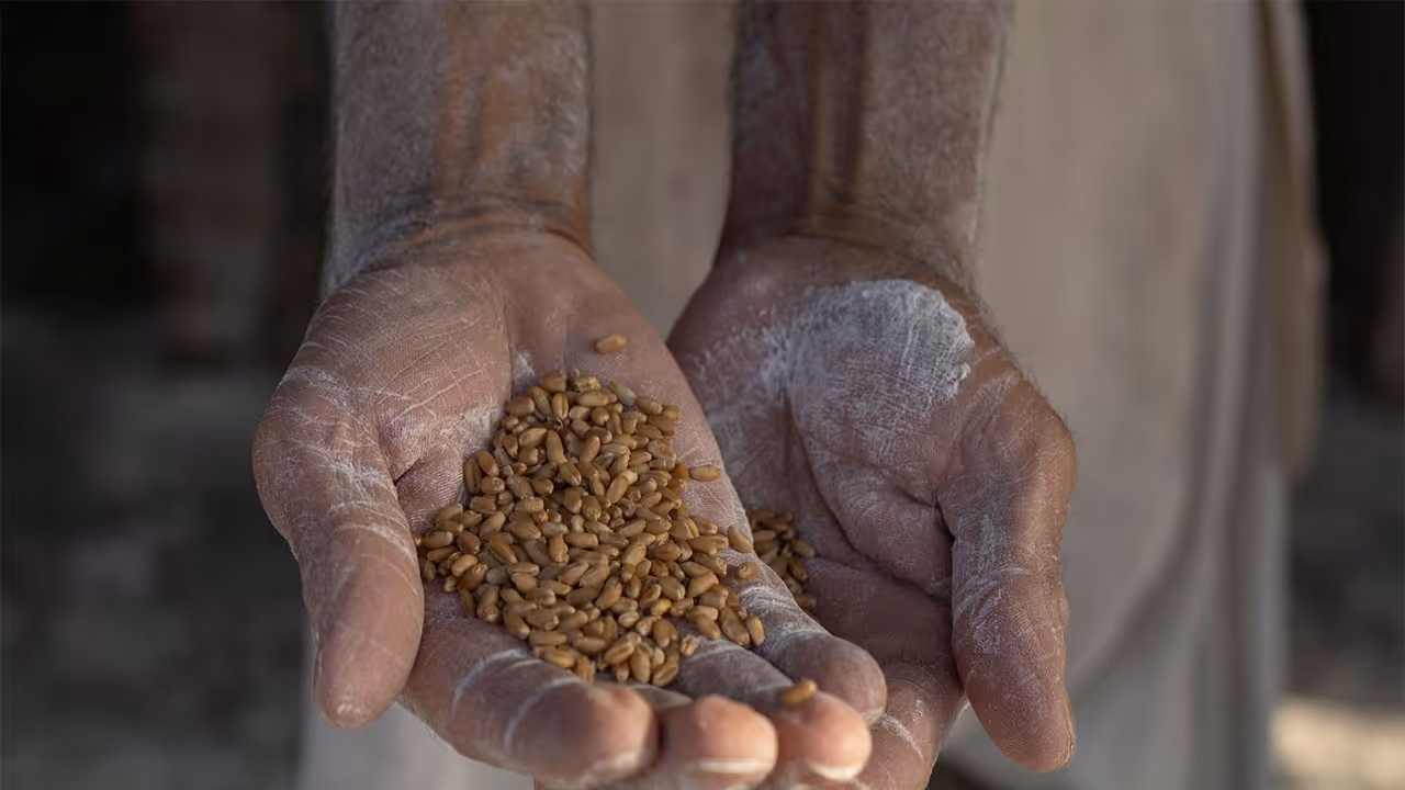 Pakistan’s Wheat Crisis Pakistan’s Wheat Crisis