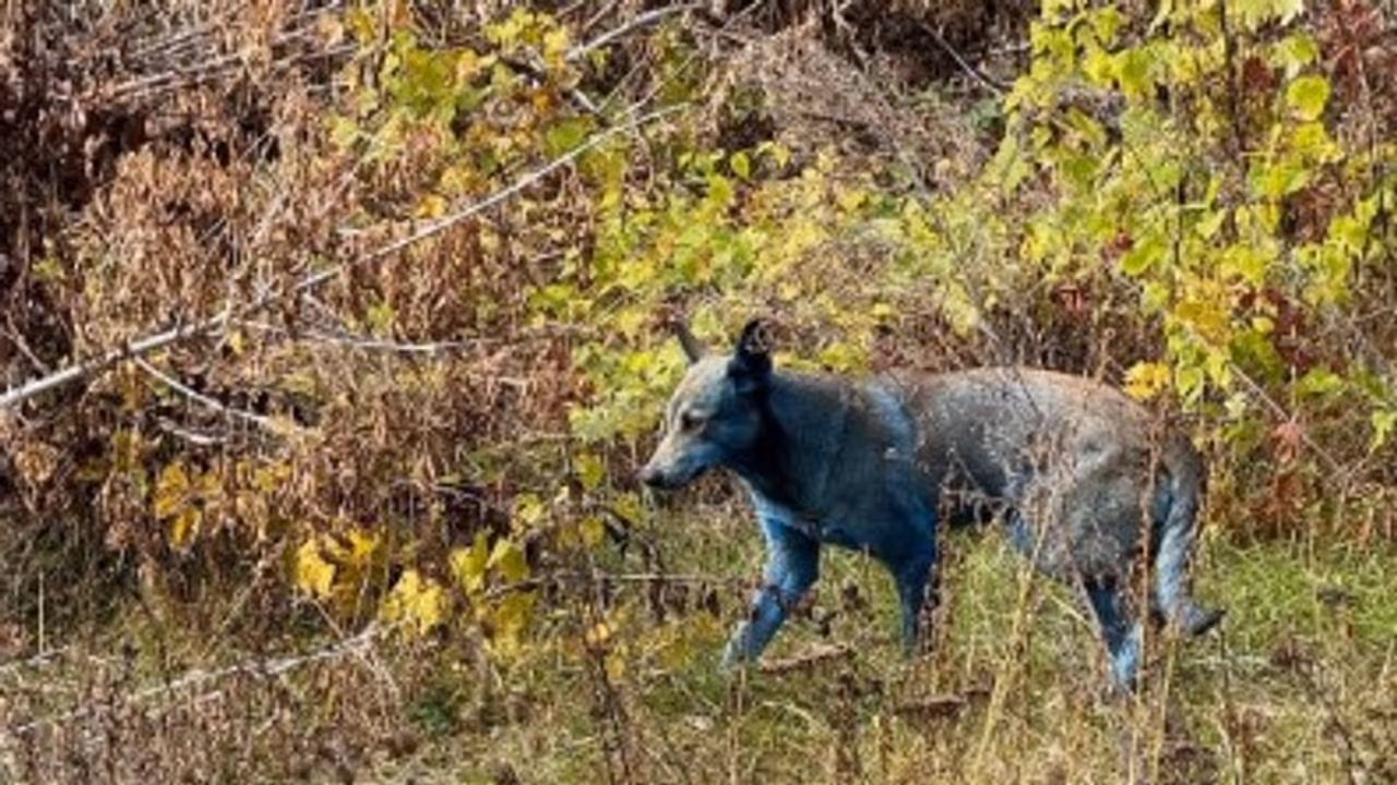 Chernobyl’s blue dogs