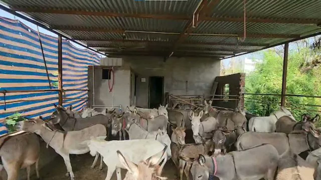 gujarat man is earning lakhs of rupees by selling donkey milk online know about donkey farm bsm
