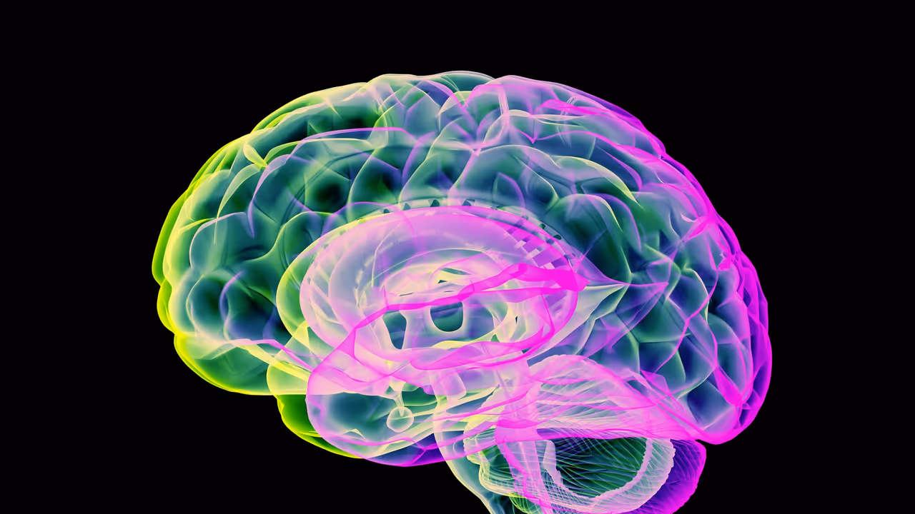 Scientists find brain works best with seven senses