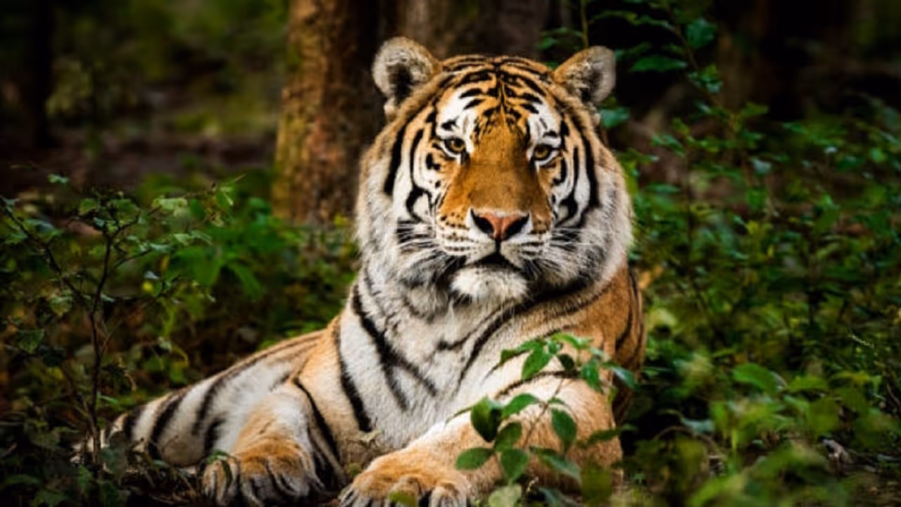 Tiger Tiger