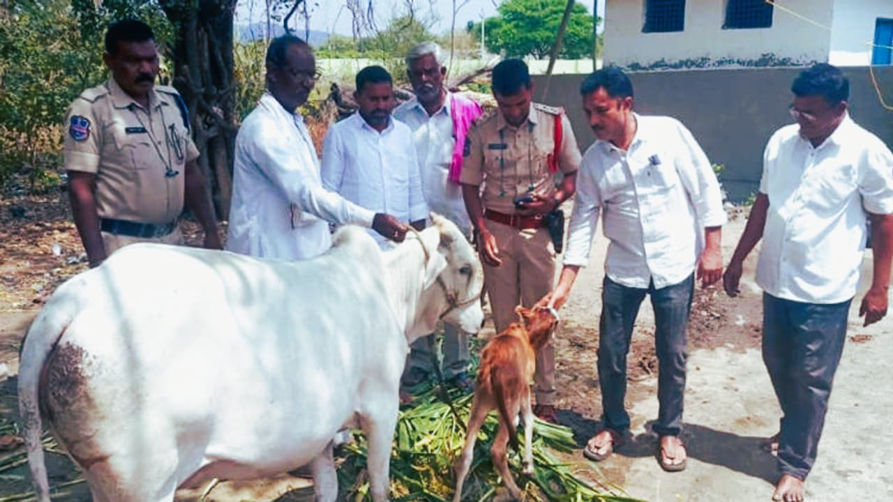 Telangana Minister Sends Cow as Gift Telangana Minister Sends Cow as Gift