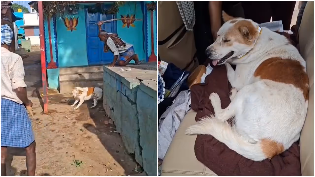 Dog beaten with stick in Hosur 