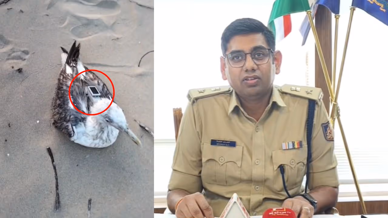 Karwar beach Seagull Bird China GPS Karwar beach Seagull Bird China GPS