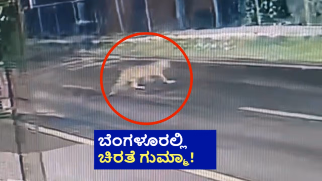 bangalore cheetah bangalore cheetah