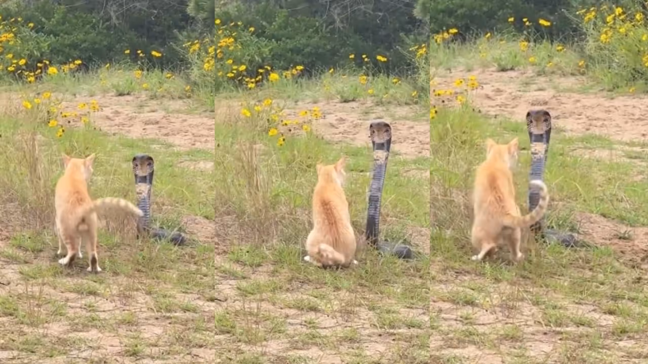 cat vs king cobra cat vs king cobra