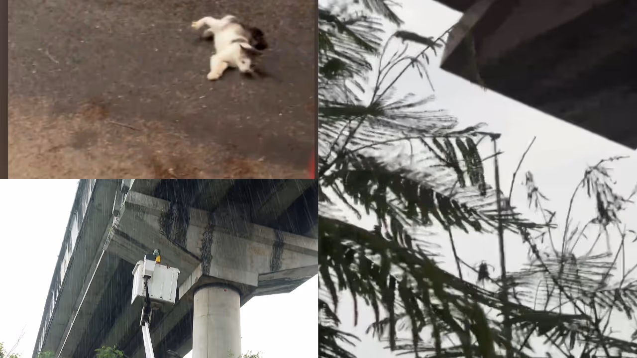 cat rescue cat rescue