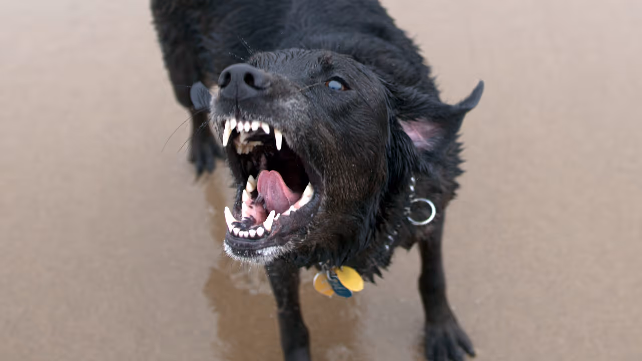 pet dog attack pet dog attack