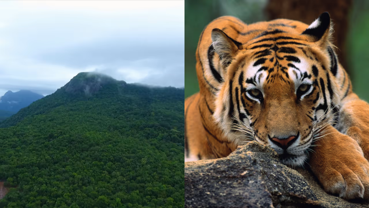 Bonakad inner forest Bonakad inner forest