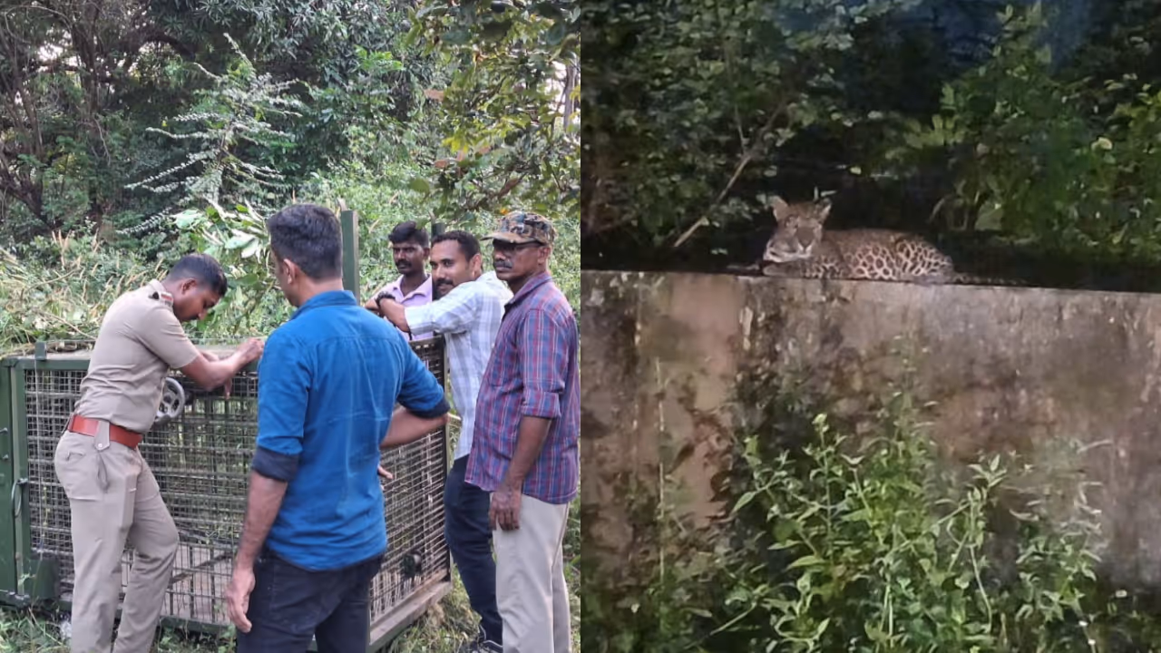 leopard in Malampuzha