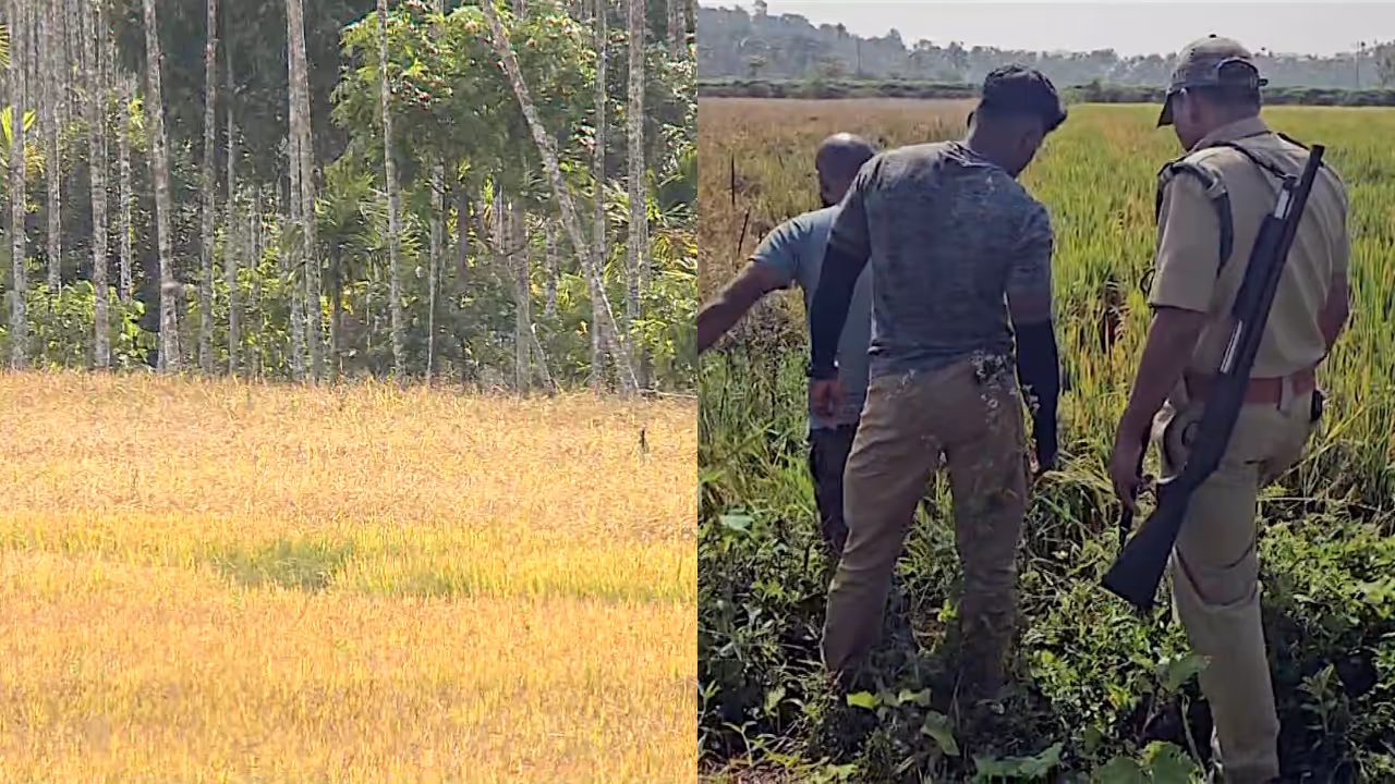 tiger in kaniyambatta tiger in kaniyambatta