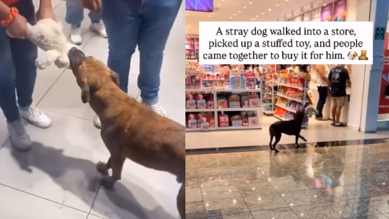 viral video viral video