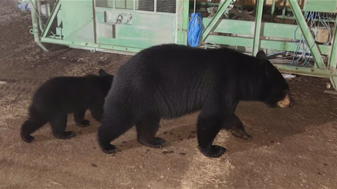 Bear in Kanchikode Bear in Kanchikode