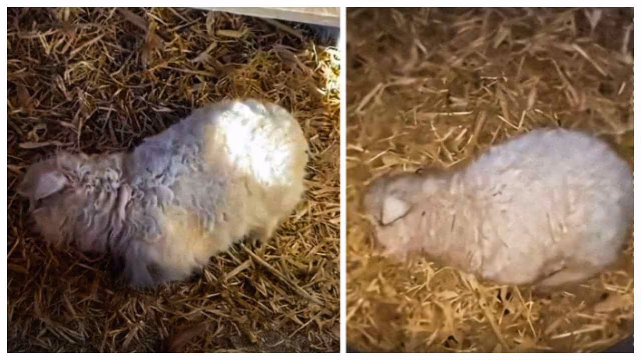 drama queen lamb drama queen lamb