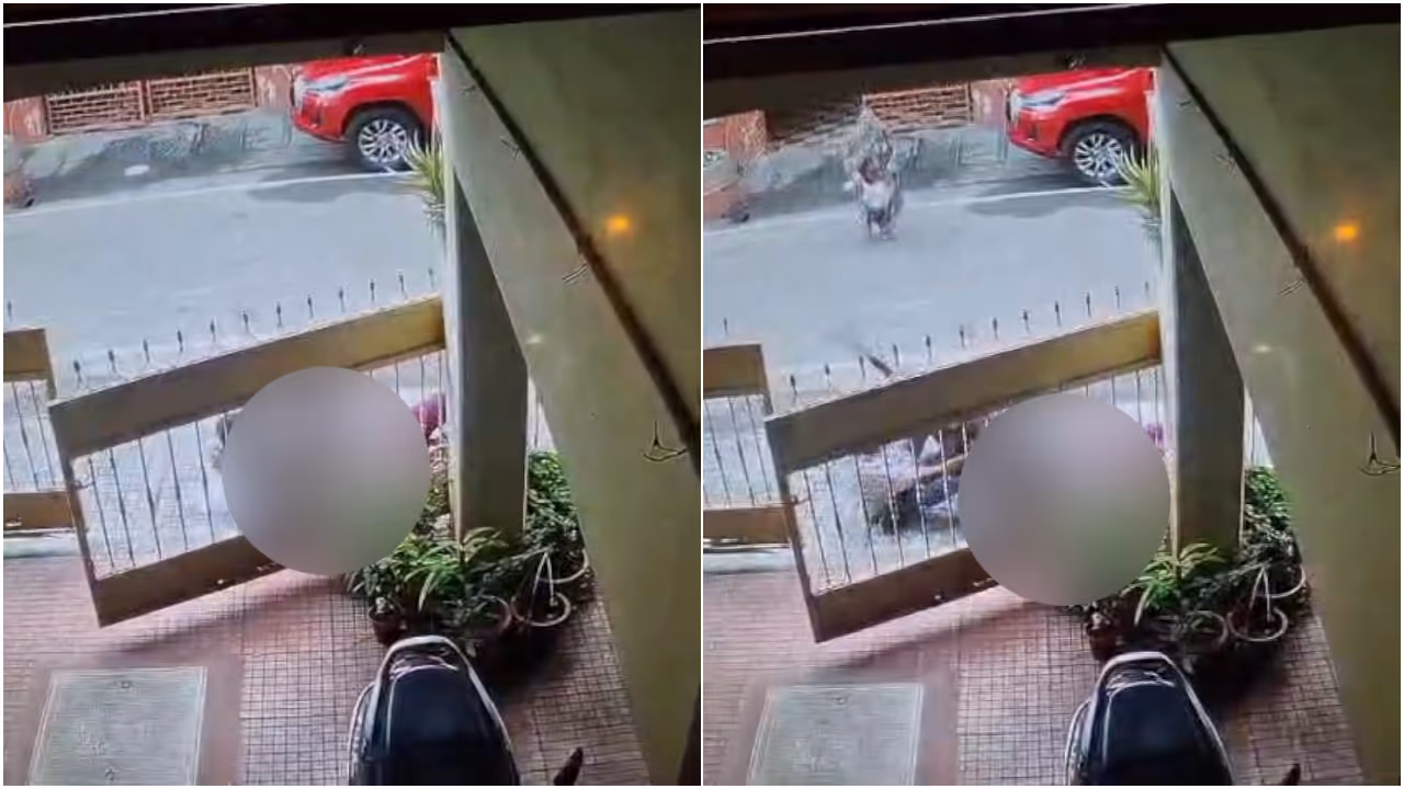 dog attack dog attack