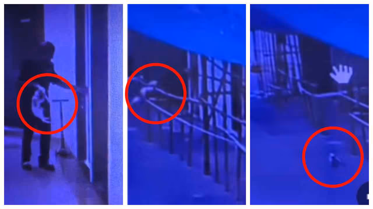 security guard thrown stray cat from seventh floor security guard thrown stray cat from seventh floor