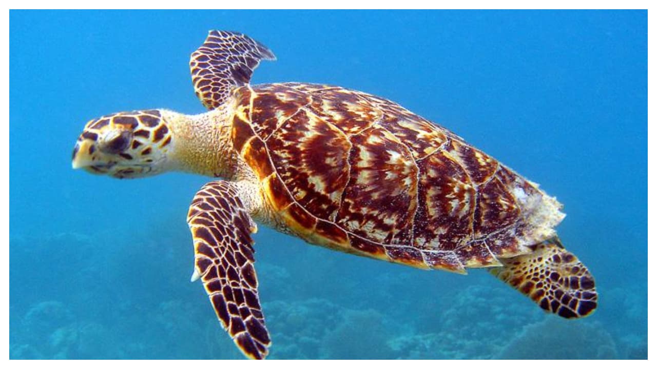 Sea turtle Sea turtle