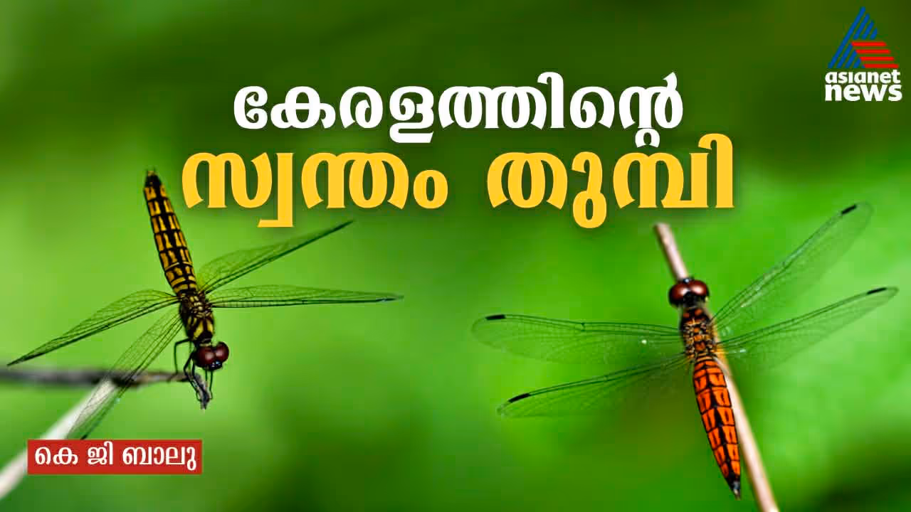 Lyriothemis keralensis Lyriothemis keralensis