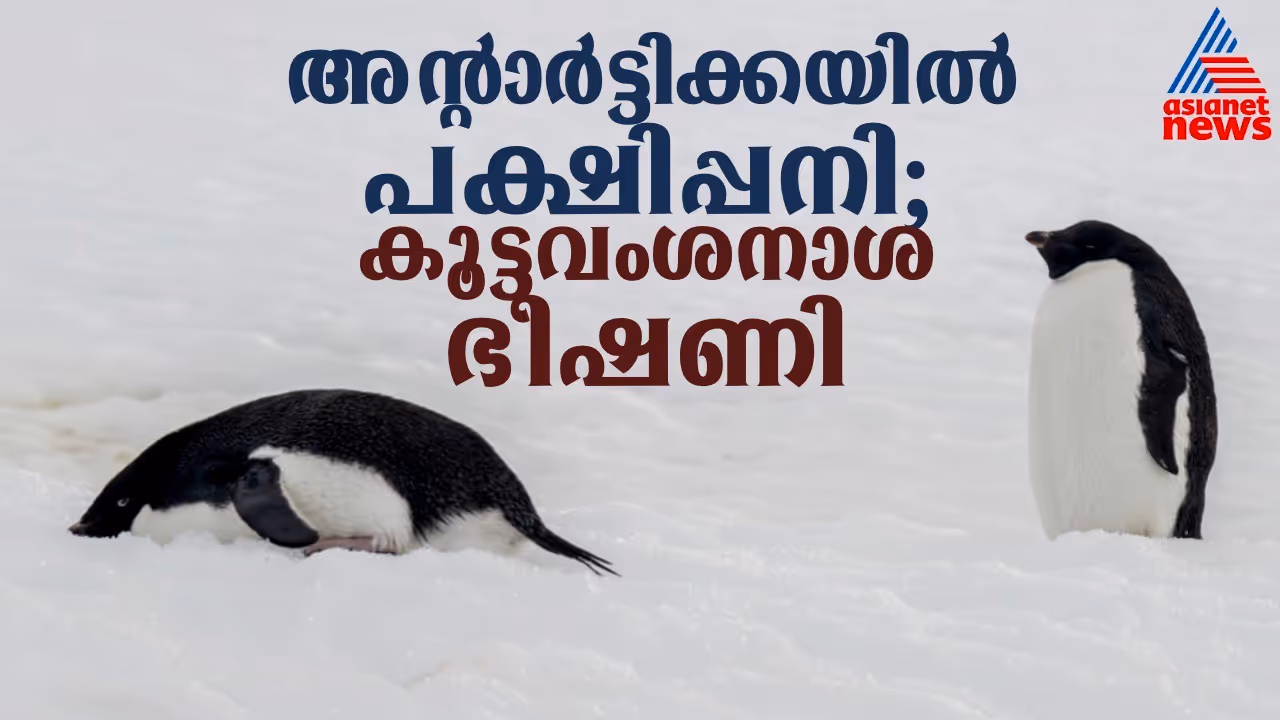 bird flu in Antarctica bird flu in Antarctica