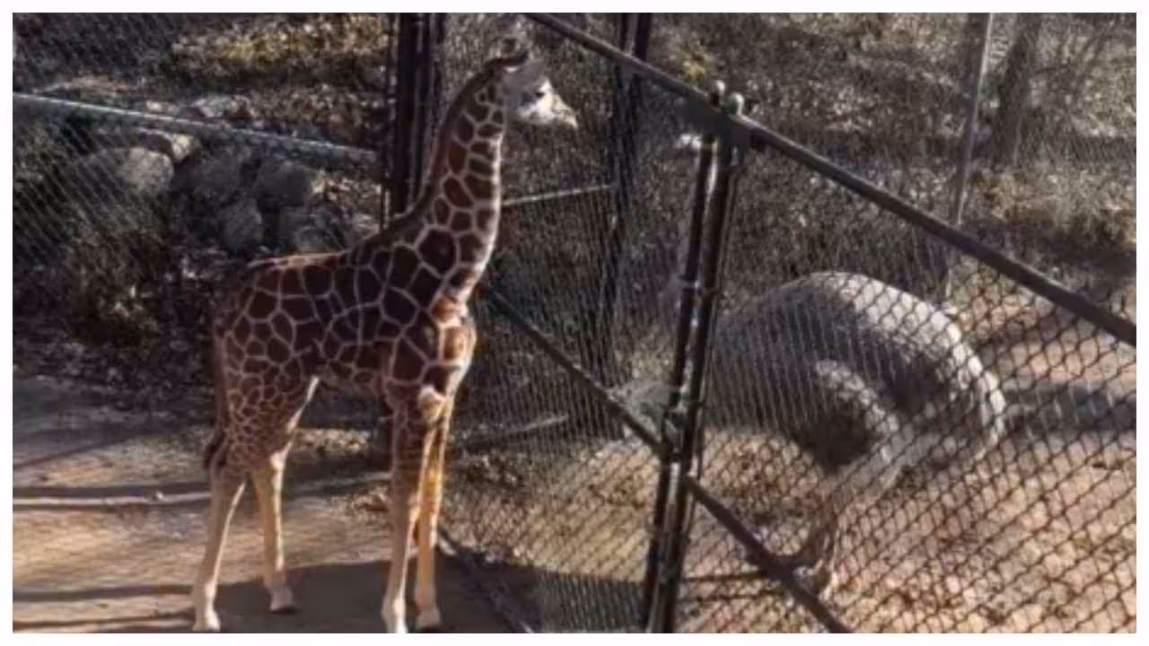 baby giraffe and baby ostrich baby giraffe and baby ostrich