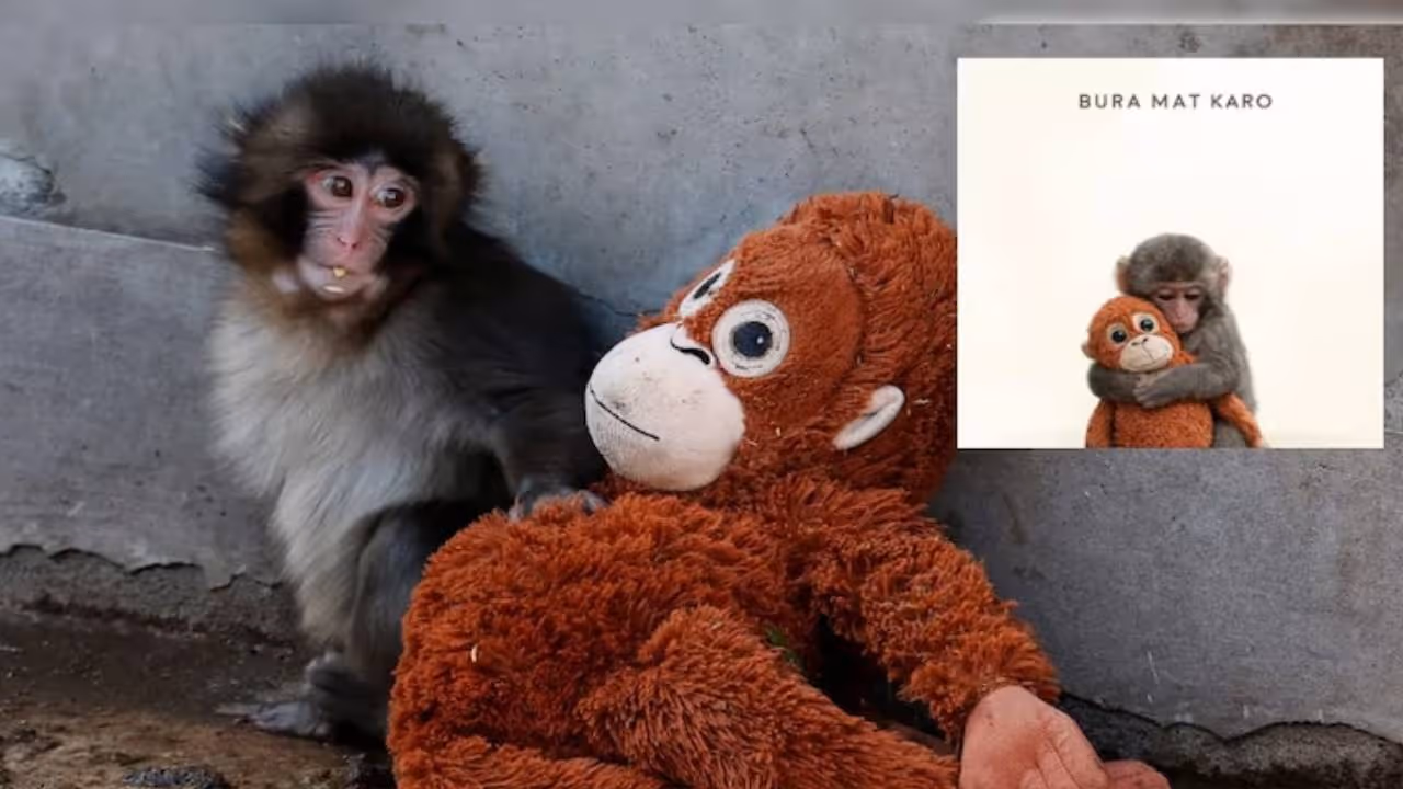 Viral Baby Monkey Punch Viral Baby Monkey Punch