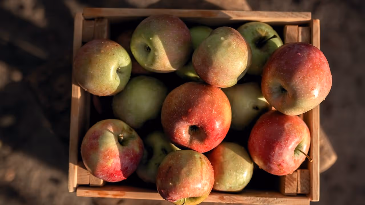 apple apple