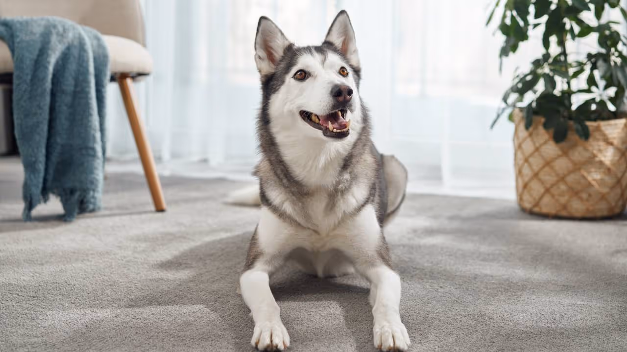 Husky Husky