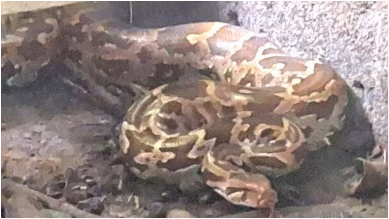 python python