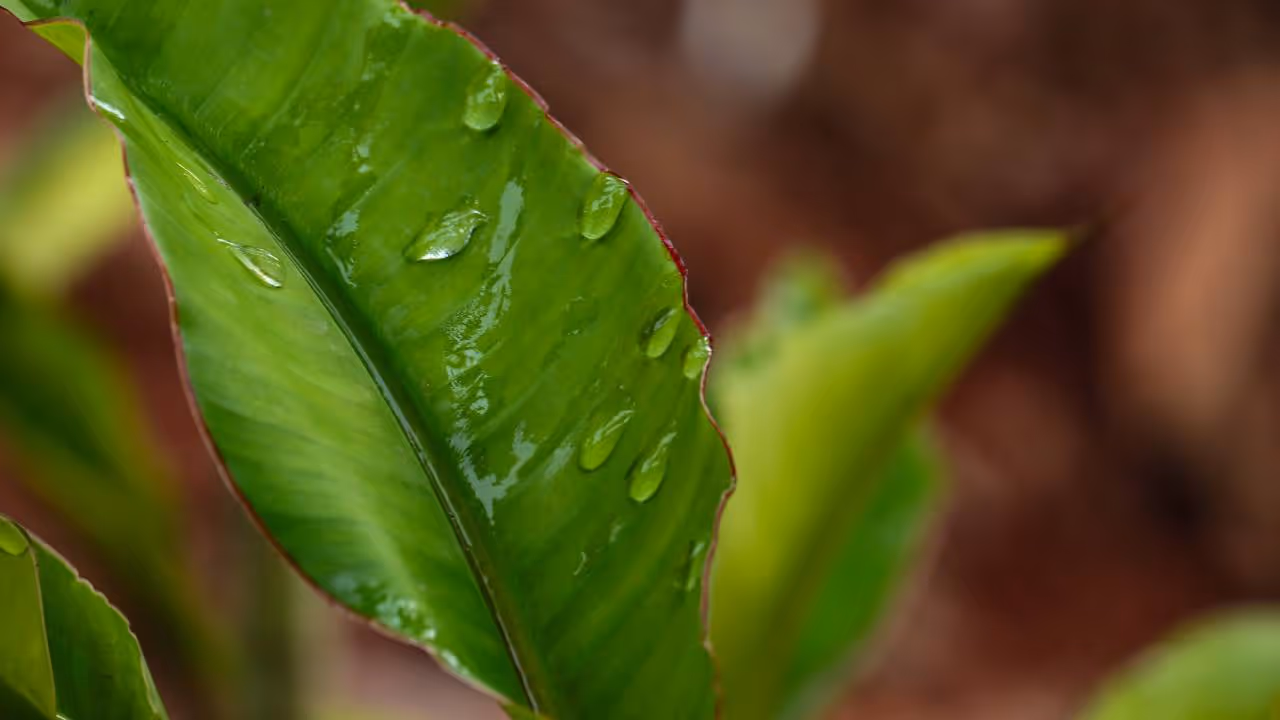 kerala rain kerala rain