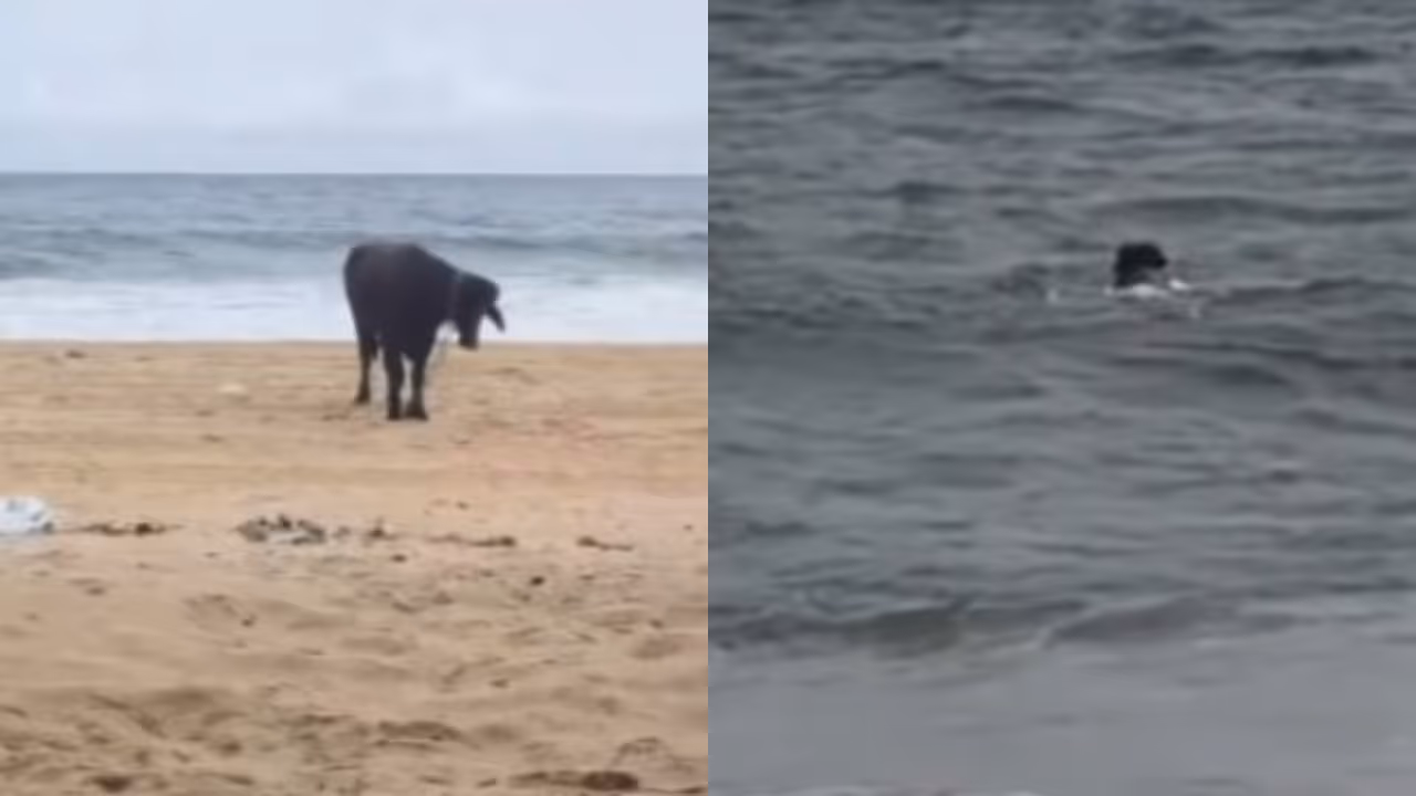buffalo buffalo