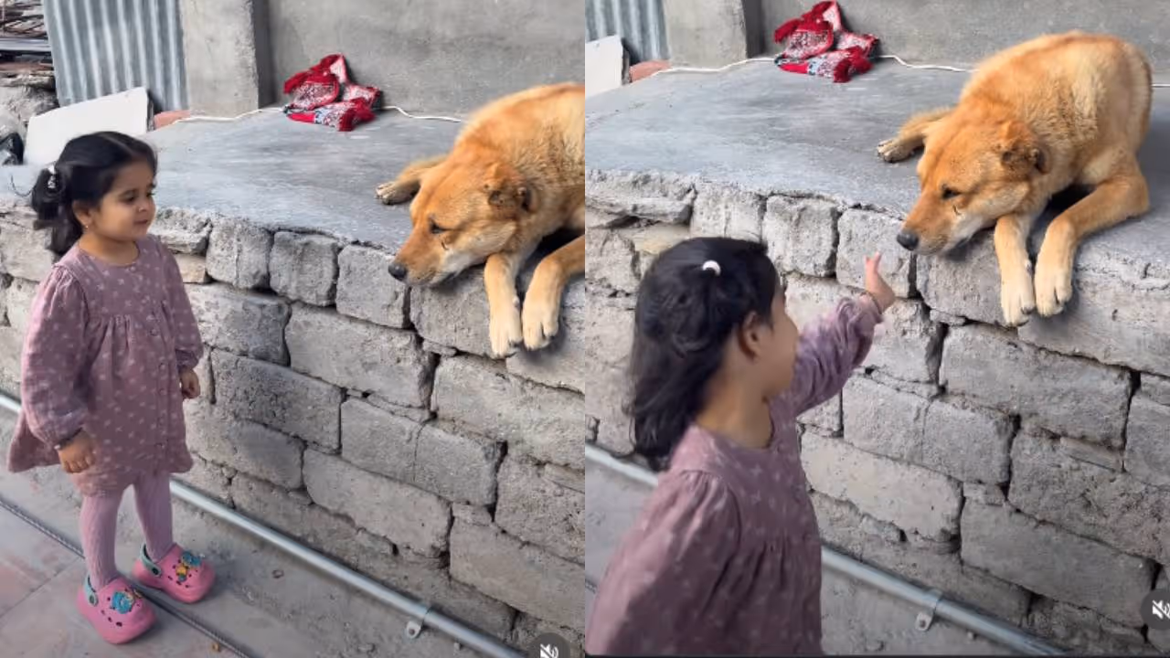 viral video viral video