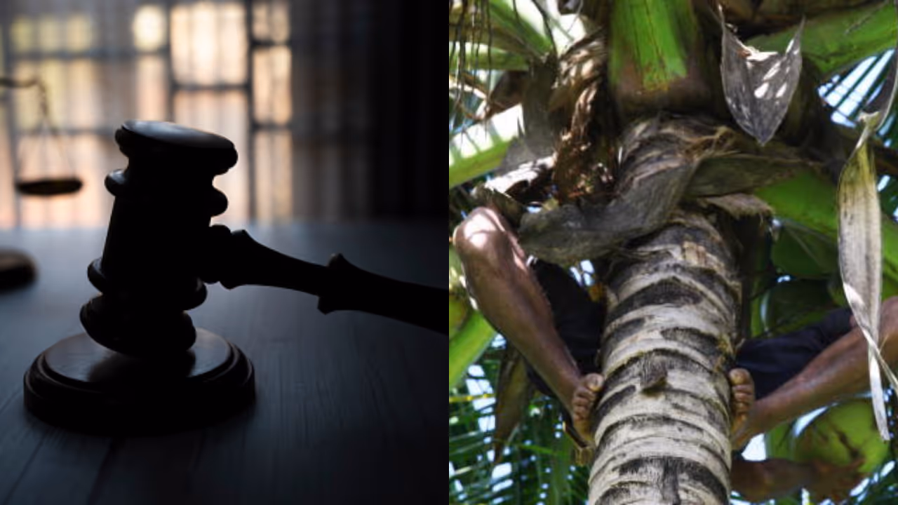 court coconut tree court coconut tree