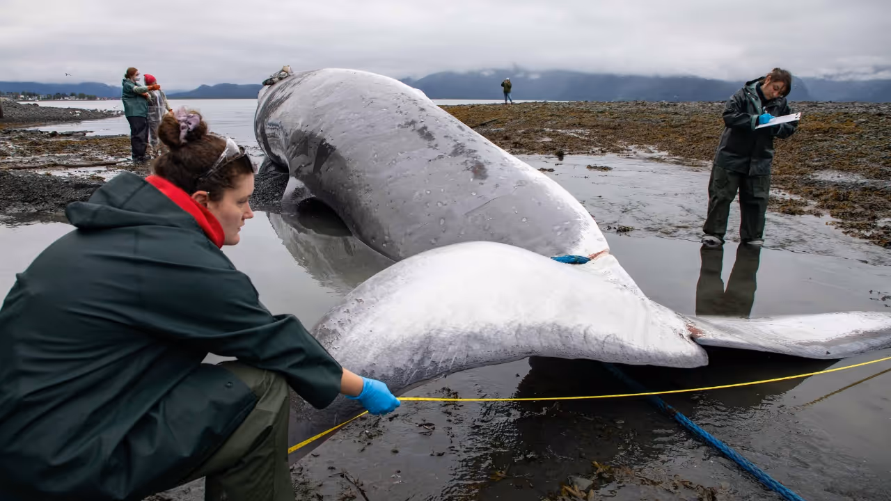 fin whale dead body fin whale dead body