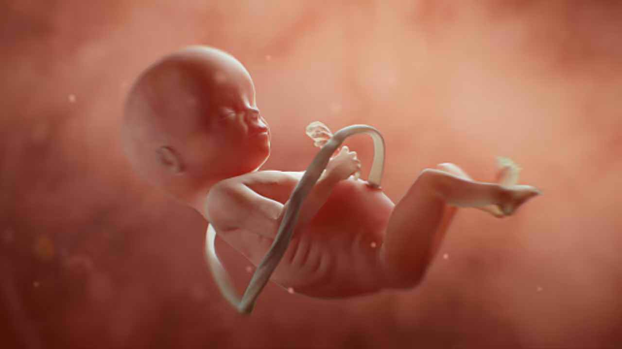 placenta placenta