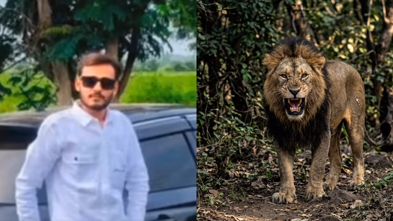 gujarat amreli lion attack gujarat amreli lion attack