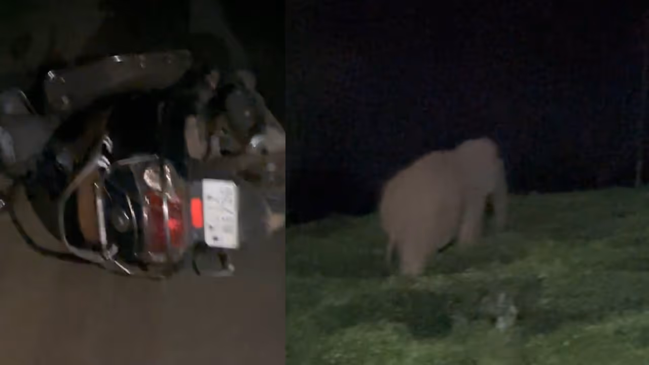 Wayanad Wild Elephant Attack Wayanad Wild Elephant Attack
