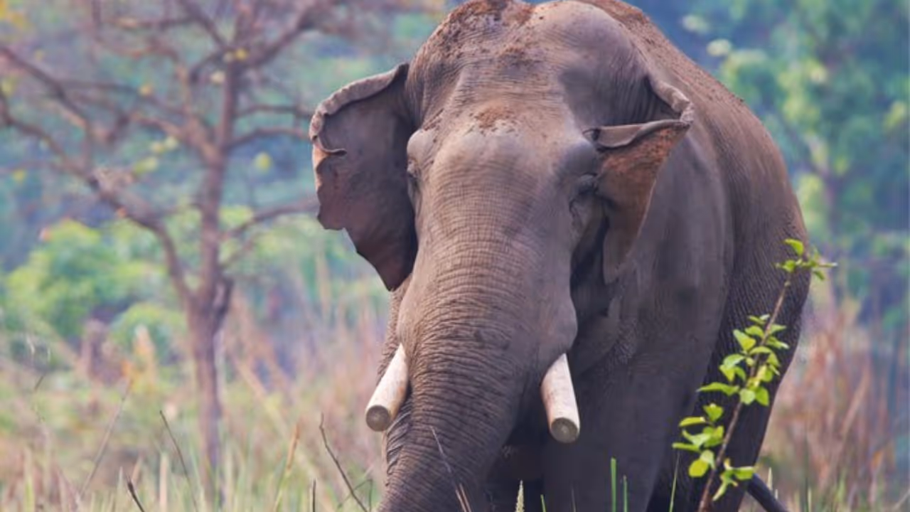 Rouge elephant Dhurbe Rouge elephant Dhurbe