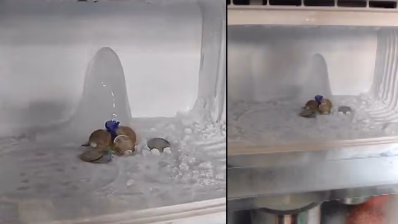 ice formation in fridge ice formation in fridge