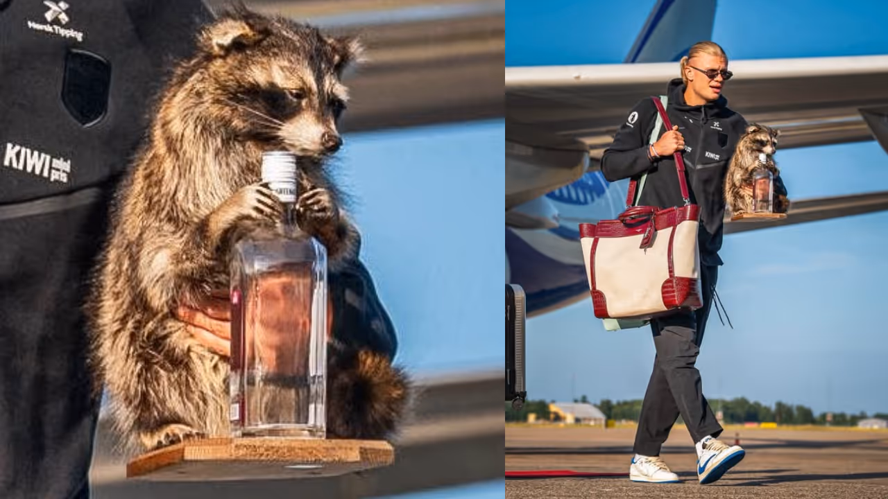 Erling Haaland raccoon clutching a whisky bottle Erling Haaland raccoon clutching a whisky bottle