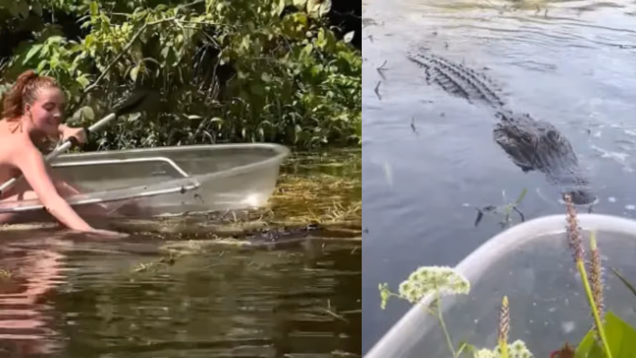 crocodile attack florida crocodile attack florida