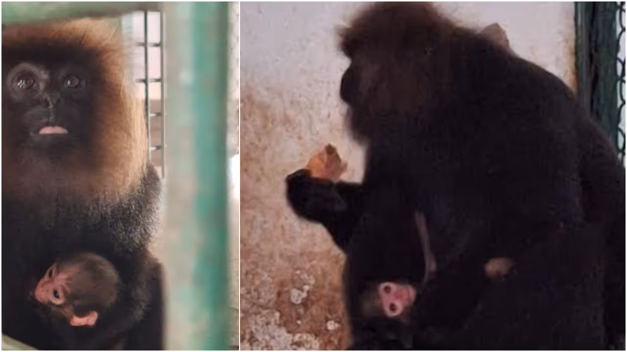 Thiruvananthapuram Zoo Nilgiri Langur Thiruvananthapuram Zoo Nilgiri Langur